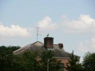 Римачі з panoramio.com