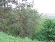 Великі Дмитровичі з panoramio.com