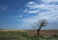 Новокам'янка з panoramio.com