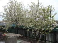 Трушки з panoramio.com