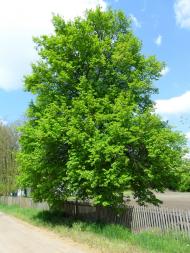 Стримівка з panoramio.com