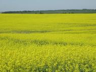 Мости з panoramio.com