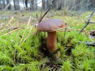 Градиськ з panoramio.com