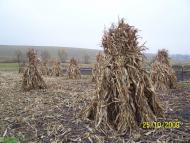 Травневе з panoramio.com