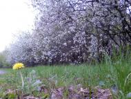 Веселівка з panoramio.com