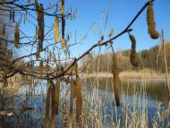 Снігурівка з panoramio.com