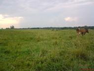 Бережнівка з panoramio.com