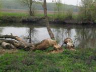 Томилівка з panoramio.com