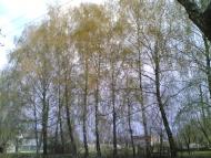 Олишівка з panoramio.com