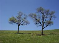 Горошівці з panoramio.com