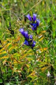 Зубриця з panoramio.com