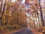 Дуб'є - Останні фото