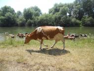 Станківці з panoramio.com