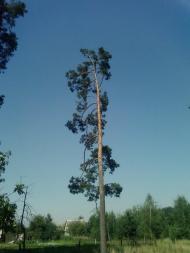 Сальник з panoramio.com