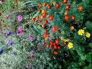 Великі Глібовичі - Останні фото