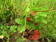 Красна з panoramio.com