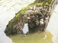 Чижівка з panoramio.com