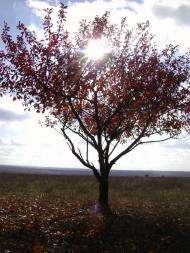 Кубанське з panoramio.com