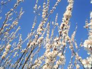 Теліжинці з panoramio.com