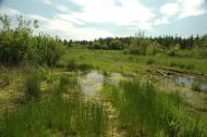 Петрівське з panoramio.com