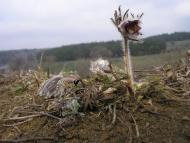 Інгульське з panoramio.com