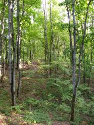 Рихли з panoramio.com