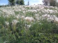 Солов'ївка з panoramio.com