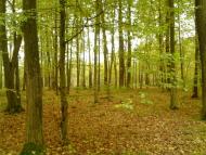 Волиця з panoramio.com