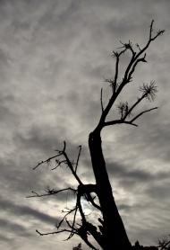 Томилівка з panoramio.com