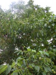 Кукавка з panoramio.com