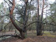 Градиськ з panoramio.com