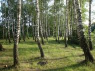 Бейзимівка з panoramio.com