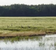 Дмитрівка з panoramio.com