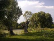 Лісконоги з panoramio.com