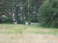 Дітинець з panoramio.com