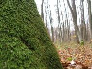 Михальче з panoramio.com