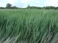 Оріхове з panoramio.com