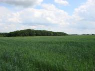 Оріхове з panoramio.com