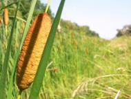 Новопілля з panoramio.com