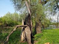 Малі Будища з panoramio.com