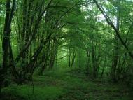 Володимирівка з panoramio.com