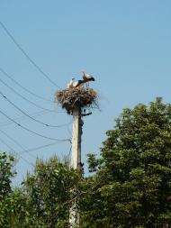 Баландине з panoramio.com