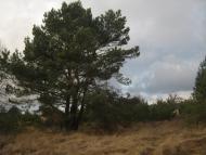 Великі Мости з panoramio.com