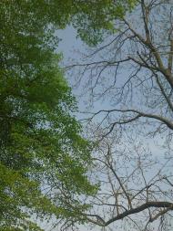 Волиця з panoramio.com