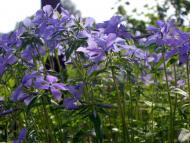 Черниш - Останні фото