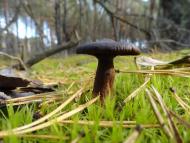 Градиськ з panoramio.com