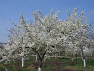 Великі Дмитровичі з panoramio.com