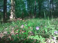 Волиця з panoramio.com