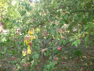 Кукавка з panoramio.com