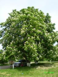 Пролітне з panoramio.com